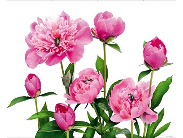 AG Design Odeur fTNxxl0448 Papier Peint Photo Murale de Pivoine