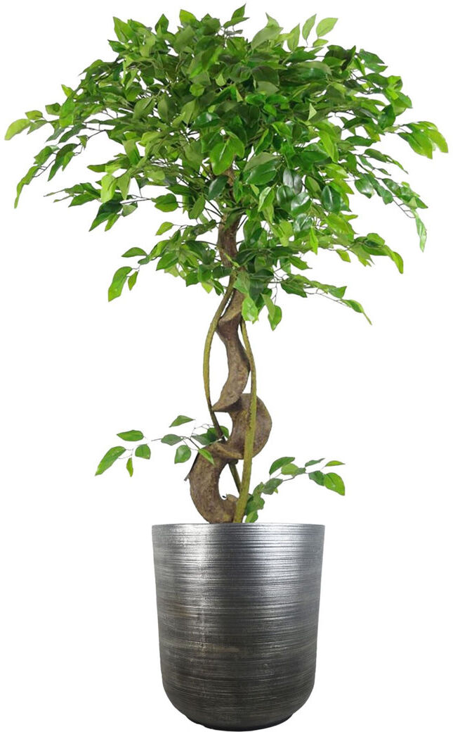 Leaf Coya Planters Handcrafted Cement Indoor Pot Planter Grey 39cm H x 33cm W x 33cm D