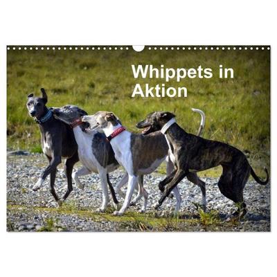 Whippets in Aktion (Wandkalender 2027 DIN A3 quer), CALVENDO Monatskalender
