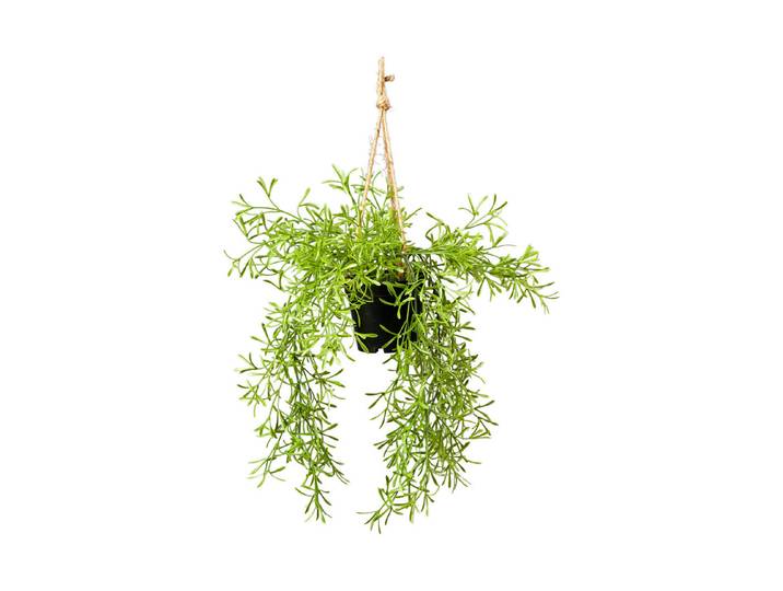 Mica Rhipsalis Hängend ⌀ 40 × 20 cm