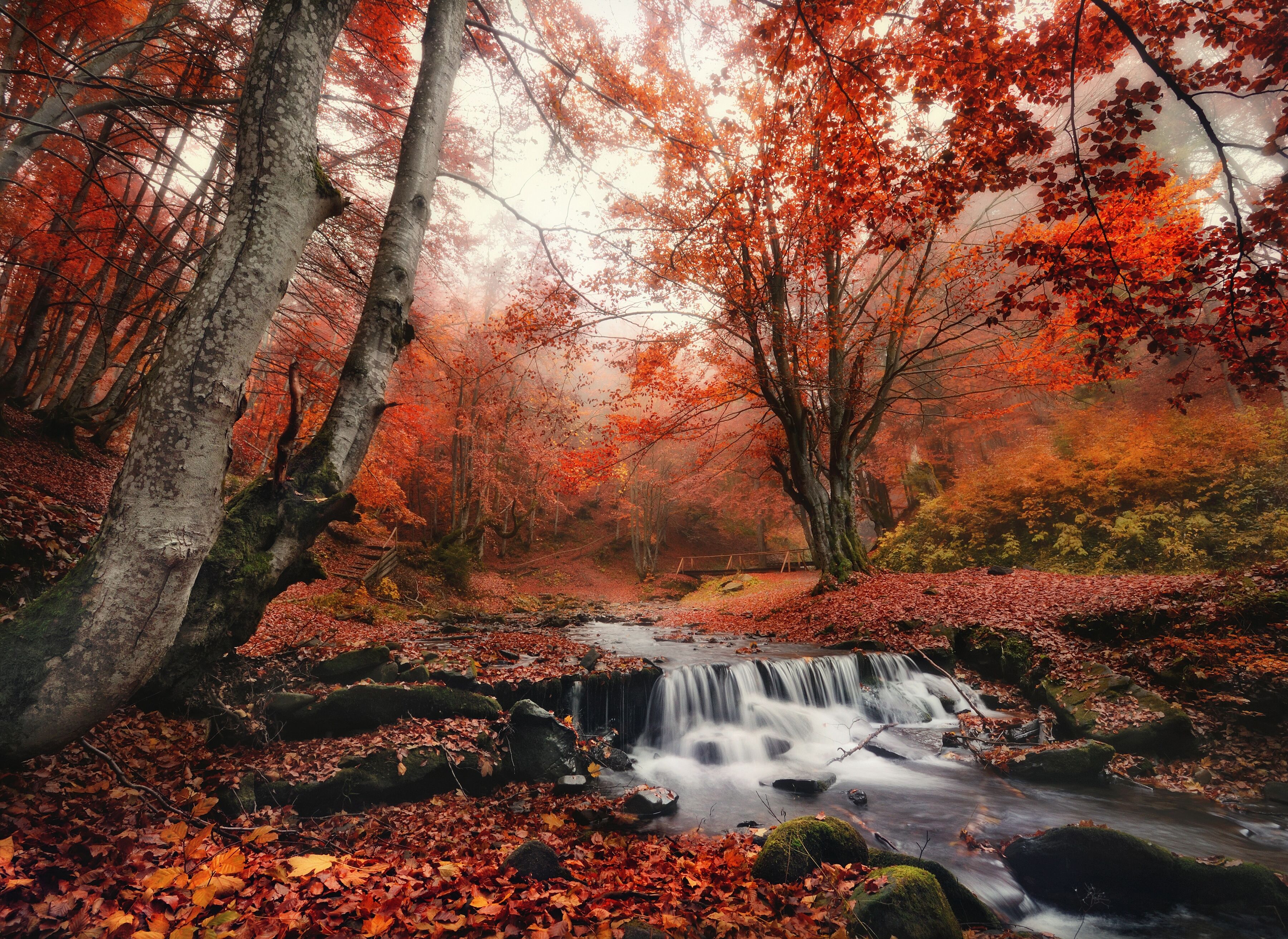 Fototapete PAPERMOON "Foggy Forest Creek", bunt, B:2,5m L:1,86m, Vlies, Tapeten, Fototapete bunt B/L: 2,5m x 1,86m, Bahnen: 5 Stk.