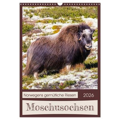 Moschusochsen - Norwegens gemütliche Riesen (Wandkalender 2026 DIN A3 hoch), CALVENDO Monatskalender