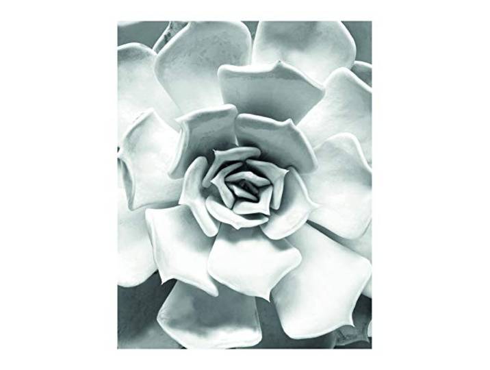 Komar Wandbild Succulent Closeup Poster, Bild, Wohnzimmer, Schlafzimmer, Dekoration, Kunstdruck ohne Rahmen P049C-40x50 Größe: 40 x 50 cm (Breite x Höhe)