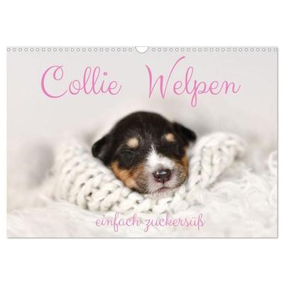 Collie Welpen einfach zuckersüß (Wandkalender 2027 DIN A3 quer), CALVENDO Monatskalender