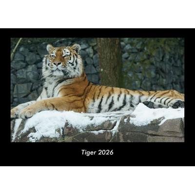 Tiger 2026 Fotokalender DIN A3