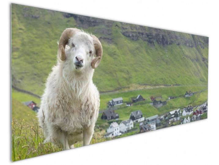Wallario Küchenrückwand Wildes Schaf in der Natur, (1-tlg)