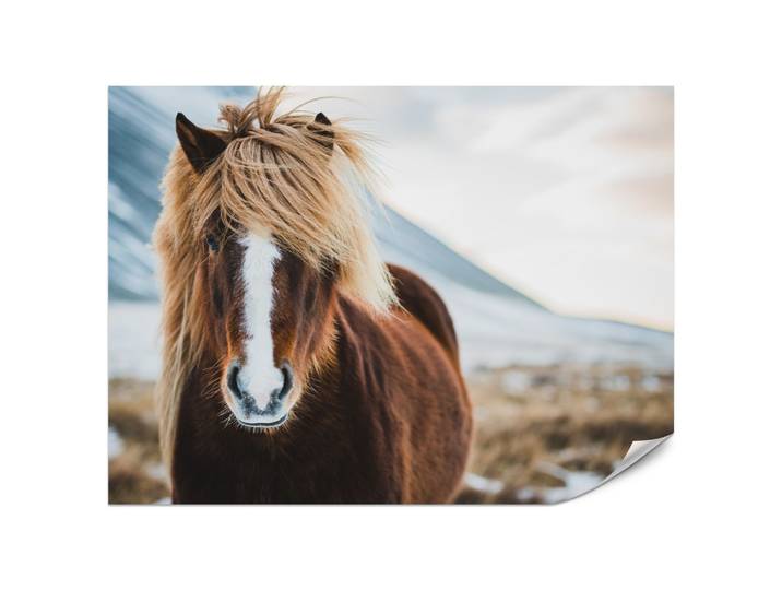 FOTOTAPETE für Schlafzimmer Isländisches Wildpferd Portrait Wiese 200x140