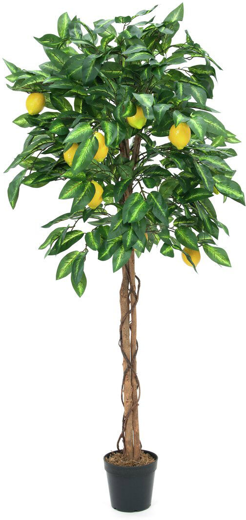 Europalms Zitronenbaum, 180cm