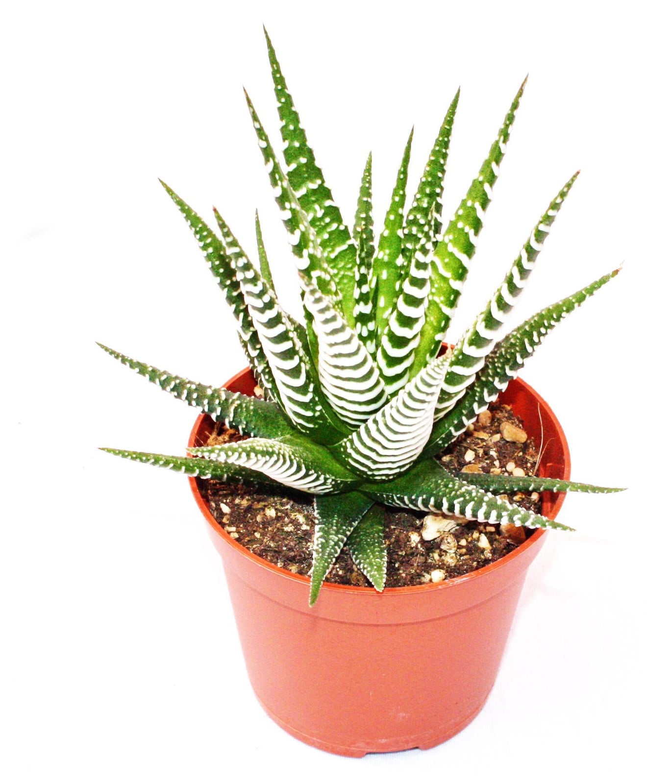 Exotenherz Haworthia fasciata Big Band middelgrote plant in pot van 8,5 cm