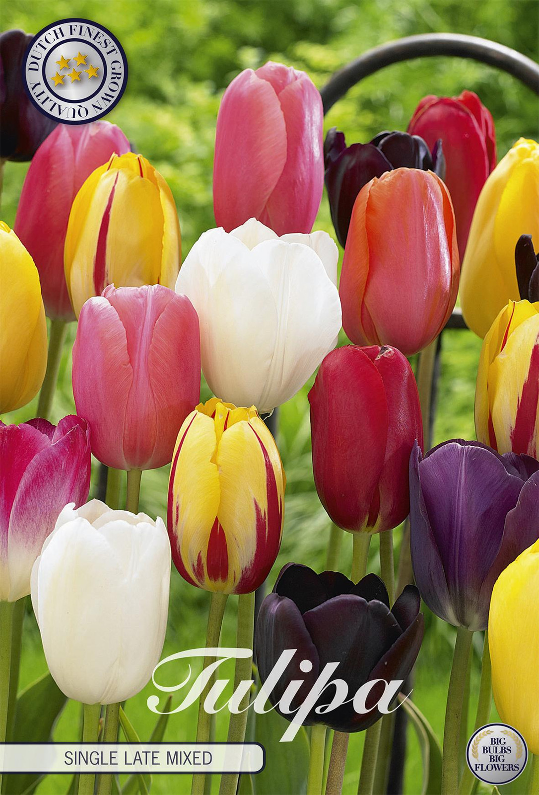 Sam van Schooten Tulpenbollen Single Late Mix (10 stuks)