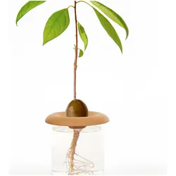 Kikkerland, Pflanzen Zubehör, Seed Sprouter (9.50 cm, 9.40 cm)