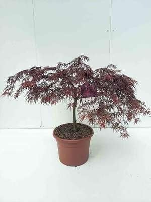 Japanse Esdoorn Acer palmatum Inaba Shidare in pot - 80 cm