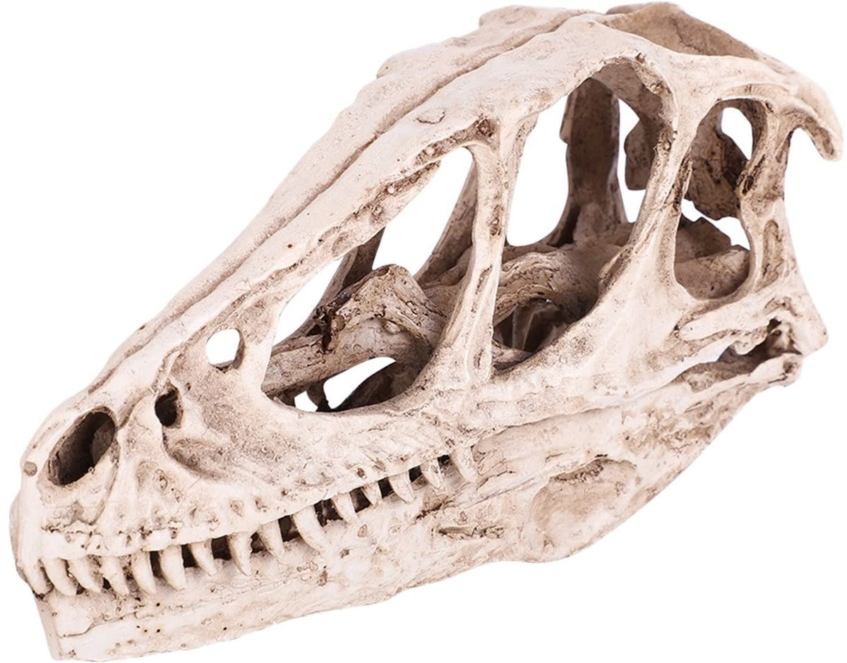 Dailygoods Dinosaurus Schedel Model - Levensecht Hars Skelet voor Decoratie en Onderwijs