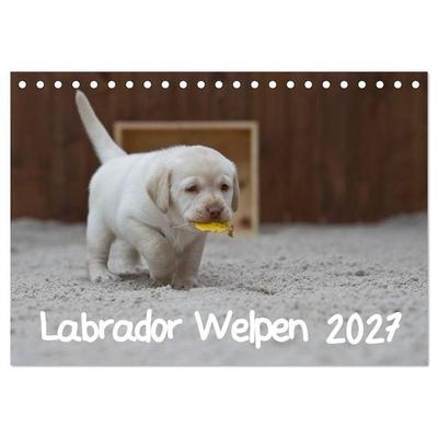 Labrador Welpen (Tischkalender 2027 DIN A5 quer), CALVENDO Monatskalender