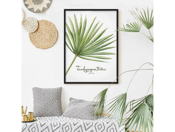 Impression aquarelle Trachycarpus Papier Cadre : placage en bois véritable Pin Blanc 50 x 70cm