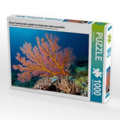 CALVENDO Puzzle Diese Fächerkoralle erglüht im Schein des Unterwasserblitz 1000 Teile Lege-Größe 64 x 48 cm Foto-Puzzle Bild von Ute Niemann