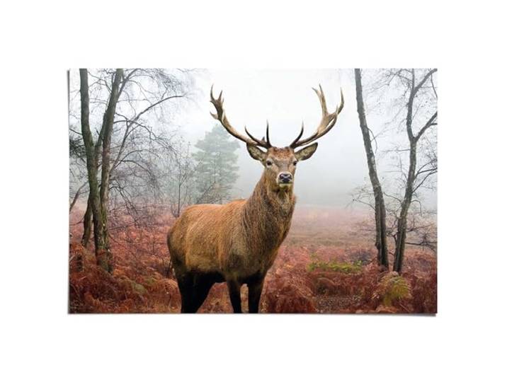 REINDERS Poster, Hirsch im Wald, Schlafzimmer, Poster, Wanddeko, Room Decor, Bilderdruckpapier, Braun, 61 x 91,5