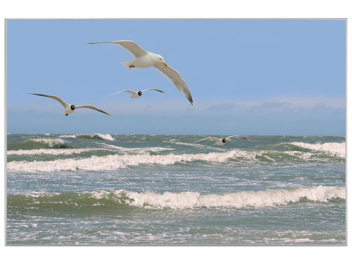 Bild mit Rahmen Möwen Über Rauer See image LAND