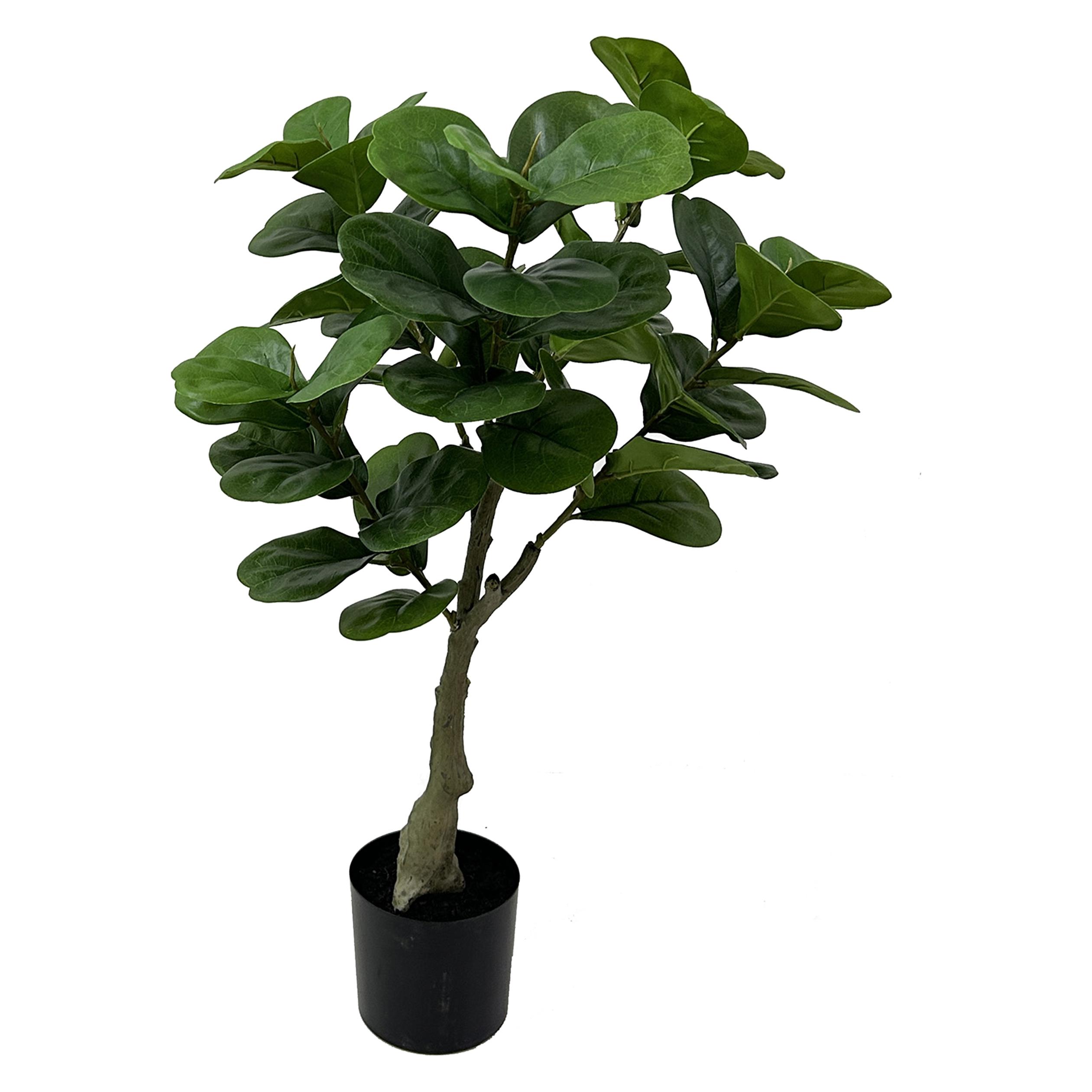 present time Ficus (72 cm) (PT4117)