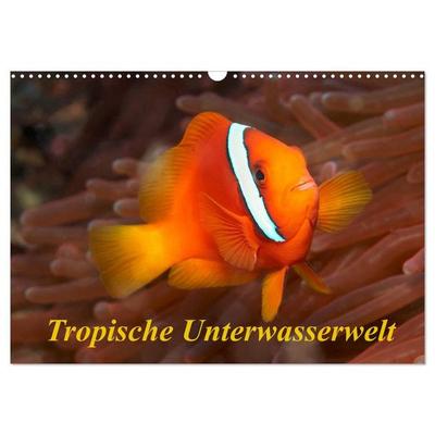 Tropische Unterwasserwelt (Wandkalender 2027 DIN A3 quer), CALVENDO Monatskalender
