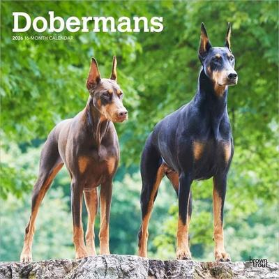 Dobermans 2026 12 X 24 Inch (Hanging) Monthly Square Wall Calendar Plastic-Free