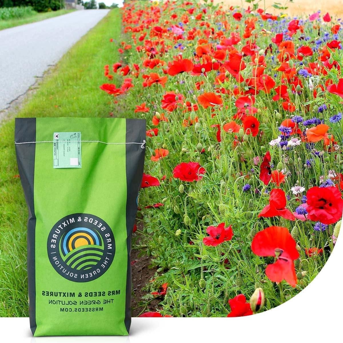 Grasmengsel met Wilde Bloemen voor een Kleurrijke en Onderhoudsvriendelijke Tuin