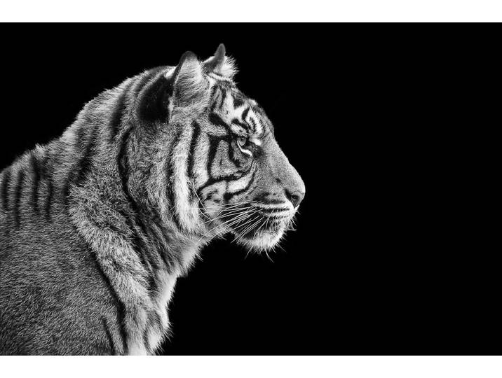 Fototapete PAPERMOON Sumatra-Tiger-Porträt , bunt, B:4,5m L:2,8m, Vlies, Tapeten, Fototapete