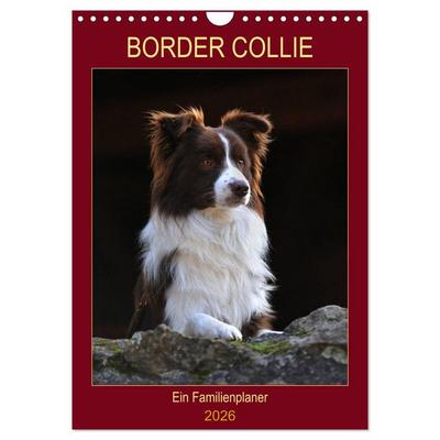 Border Collie - Ein Familienplaner (Wandkalender 2026 DIN A4 hoch), CALVENDO Monatskalender