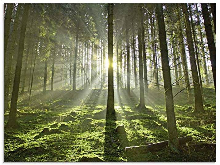ARTland Wanddeko Glasbilder Wandbild Glas Bild einteilig 80x60 cm Querformat Natur Wald Landschaft Sonne Bäume Moos Frühling Landhaus T5SV ARTland