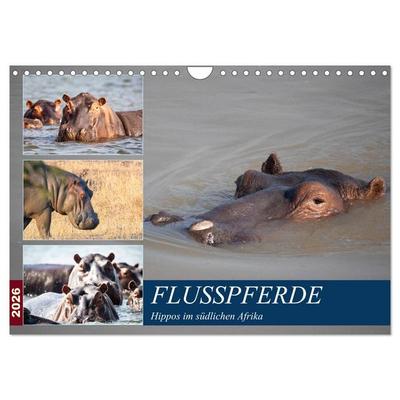 Hippos im südlichen Afrika (Wandkalender 2026 DIN A4 quer), CALVENDO Monatskalender
