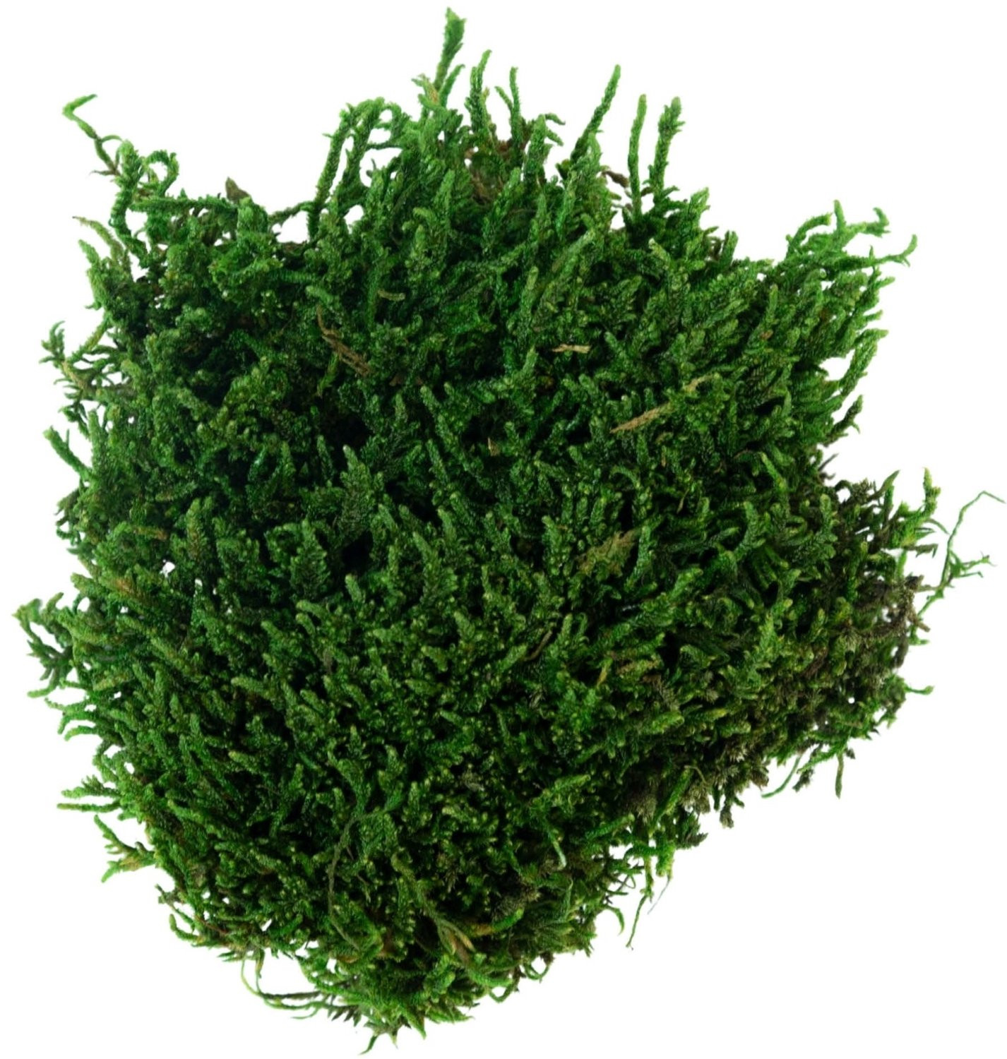 My Village Groen Platmos 50g