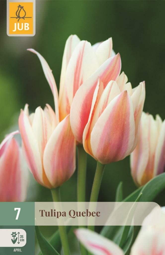 Tulipa Quebec JUB Tulpen bloembollen, 7 stuks