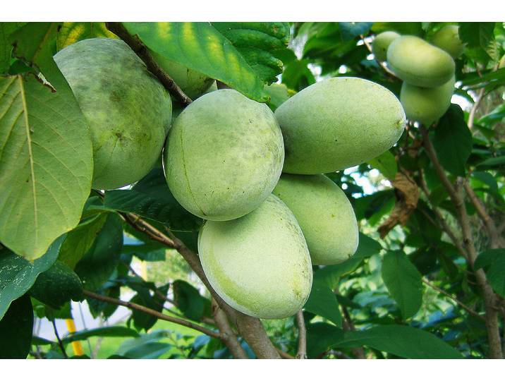 Indianabanane Shenandoah® Peterson Pawpaw® 100-120 cm inklusive Topf