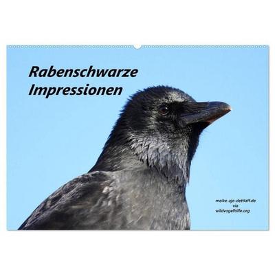 Rabenschwarze Impressionen - Meike Ajo Dettlaff via Wildvogelhlfe (Wandkalender 2027 DIN A2 quer), CALVENDO Monatskalender