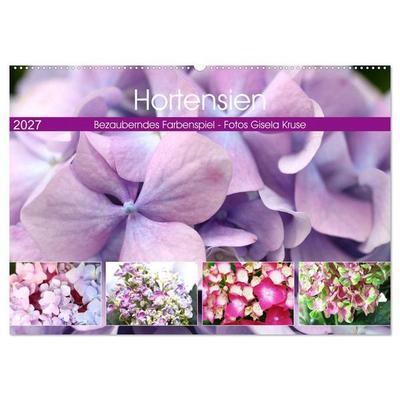 Hortensien Bezauberndes Farbenspiel (Wandkalender 2027 DIN A2 quer), CALVENDO Monatskalender
