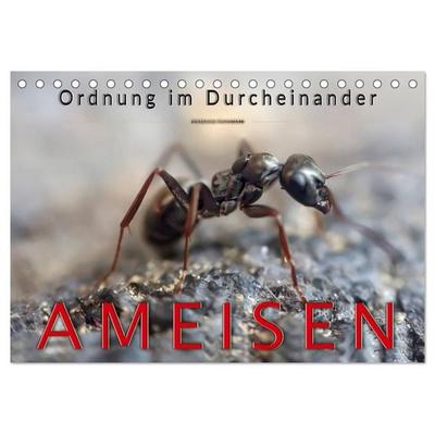 Ameisen - Ordnung im Durcheinander (Tischkalender 2027 DIN A5 quer), CALVENDO Monatskalender