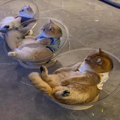 Inspired Living Clear Cat Bed Capsule House With Removable Cushion For All Season Comfort 35cm
