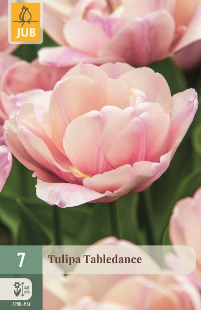Tulipa Tabledance JUB 7 bloembollen