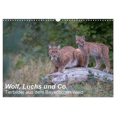 Wolf, Luchs und Co. - Tierbilder aus dem Bayerischen Wald (Wandkalender 2026 DIN A3 quer), CALVENDO Monatskalender