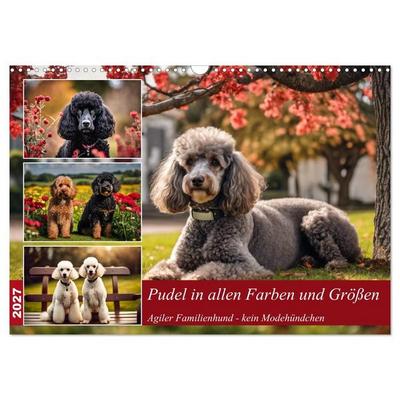 Pudel in allen Farben und Größen (Wandkalender 2027 DIN A3 quer), CALVENDO Monatskalender
