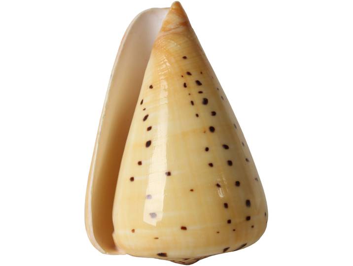 Dekoration Natural creme Kalk B 5.5 H 8 cm