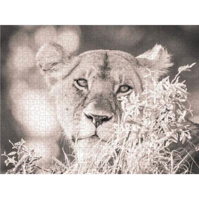 CALVENDO Puzzle Ein Motiv aus dem Kalender Löwen in der Maasai Mara von Kenia | 1000 Teile Lege-Größe 64 × 48 cm Foto-Puzzle für glückliche Stunden