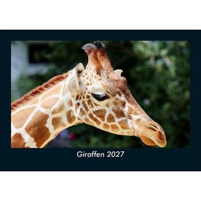 Giraffen 2027 Fotokalender DIN A5