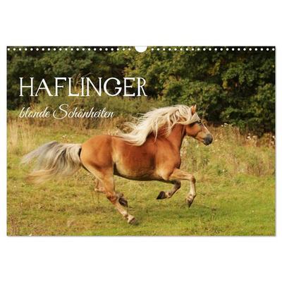 Haflinger - blonde Schönheiten (Wandkalender 2027 DIN A3 quer), CALVENDO Monatskalender