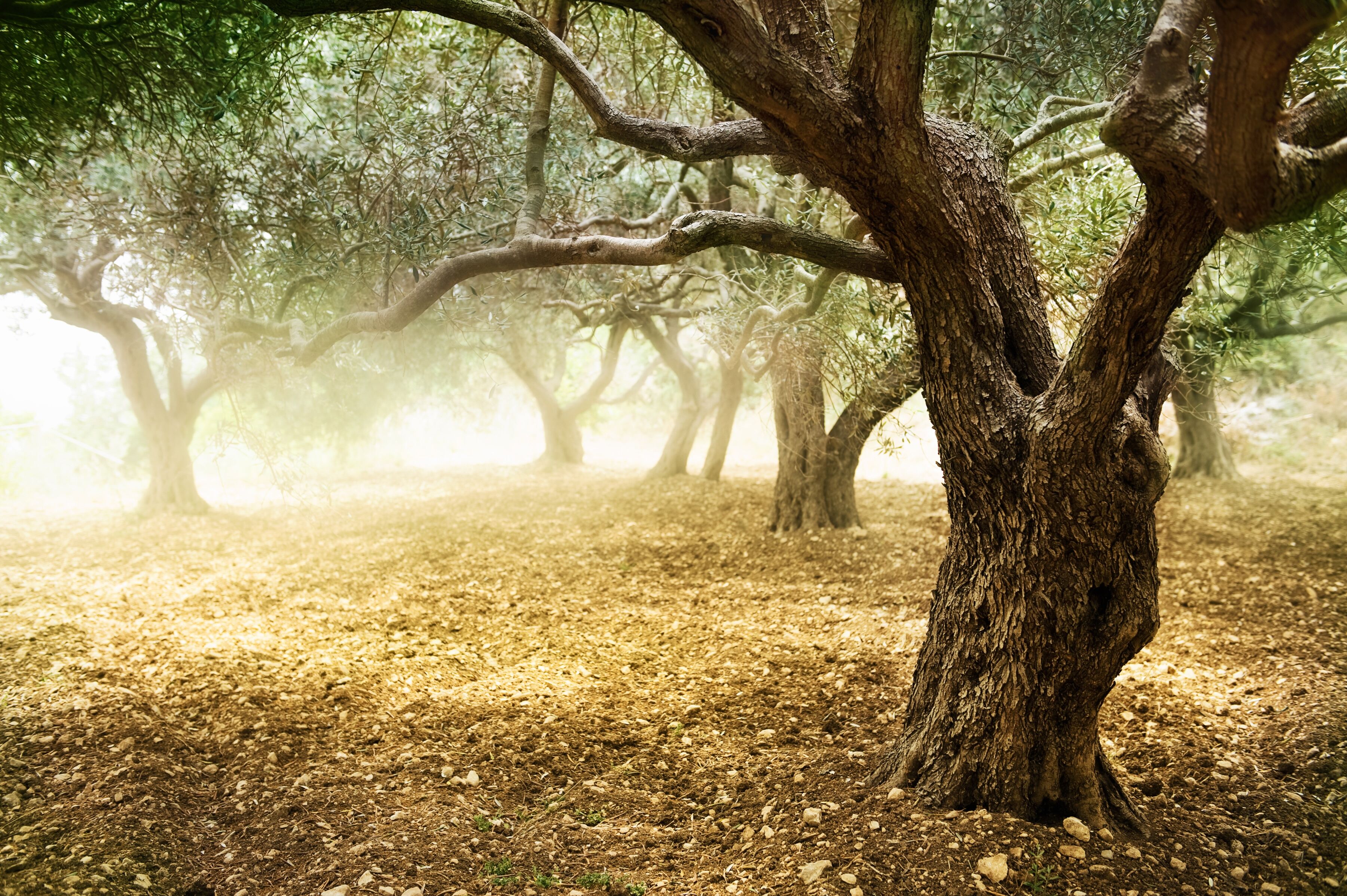 Papermoon "Old Olive Trees" glatt bunt B/L: 3m x 2,23m, Bahnen: 6 Stk.