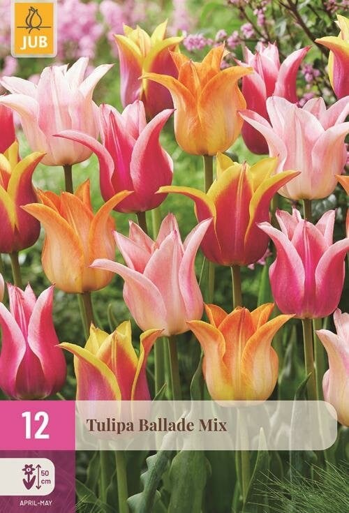 Jub Tulp ballade mix 12 bollen