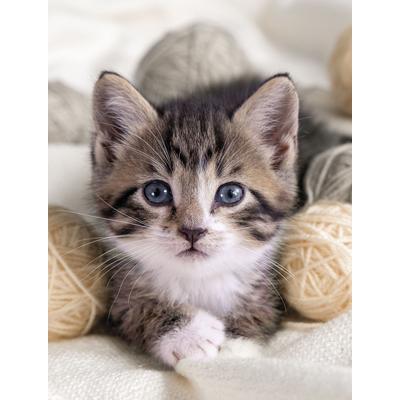 Wohndecke KINZLER "Mikrofaser Fotodruck "Katze", bunt, B:150cm L:200cm, Polyester, Wohndecken, Wohndecke, Kuscheldecke, bedruckt, 150x200 cm