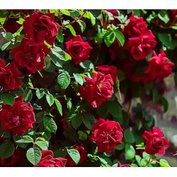 Kleine Kletterrose – rot