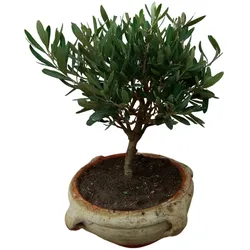 Tchibo - Bonsai »Olive Olea europaea« - grün