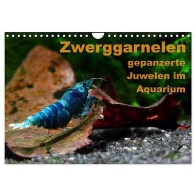 Zwerggarnelen - gepanzerte Juwelen im Aquarium (Wandkalender 2026 DIN A4 quer), CALVENDO Monatskalender